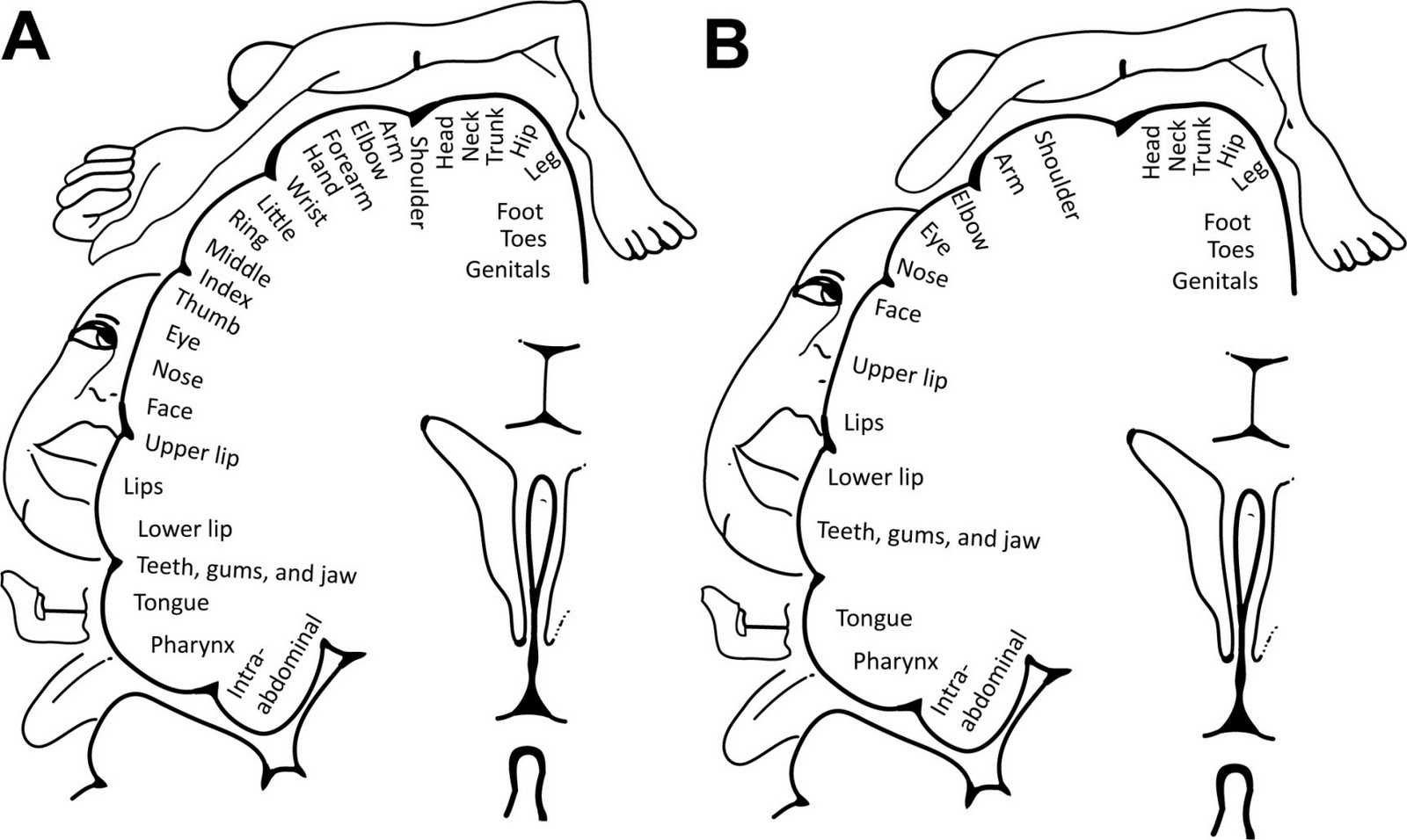 exemplo de migração neuronal migração neuronal