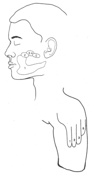 topografia entre dedos e rosto migração neuronal